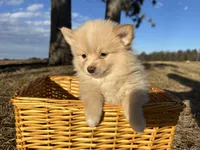 Asa, a male Pomimo for sale in Athens, WI – Photo 4 of 10