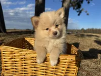 Asa, a male Pomimo for sale in Athens, WI – Photo 9 of 10