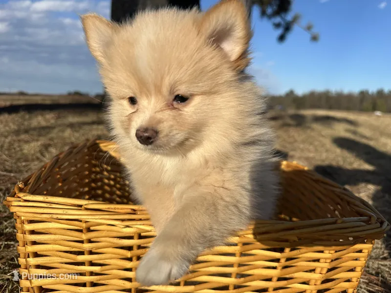 Asa – Pomimo puppy for sale in Athens, WI