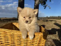 Asa, a male Pomimo for sale in Athens, WI – Photo 2 of 10
