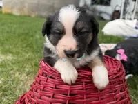 Zander, a male Australian Shepherd and Border Collie for sale in Athens, WI – 7 of 10