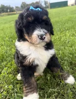 Sunny, a female Bernedoodle for sale in Athens, WI – 8 of 10