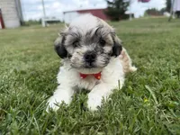 Buster, a male Bichon Frise and Shih Tzu for sale in Athens, WI – 7 of 10