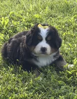 AKC Gabby, a female Bernese Mountain Dog for sale in Athens, WI – 7 of 10