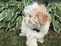 Carson, a male Maltipoo for sale in Athens, WI – 7 of 10