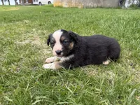 Zander, a male Australian Shepherd and Border Collie for sale in Athens, WI – 4 of 10