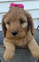 Casey, a female Cockapoo for sale in Athens, WI – 8 of 10