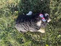 Skye, a female Bernedoodle for sale in Athens, WI – 10 of 10