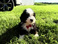Taz , a male Bernedoodle for sale in Athens, WI – 8 of 10