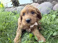 Craig, a male Cockapoo for sale in Athens, WI – 6 of 10