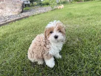 Sierra, a female Poodle - Toy  and Morkie for sale in Athens, WI – 10 of 10