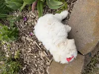 Lexi, a female Poodle - Miniature  and Mal Shi for sale in Athens, WI – 4 of 10