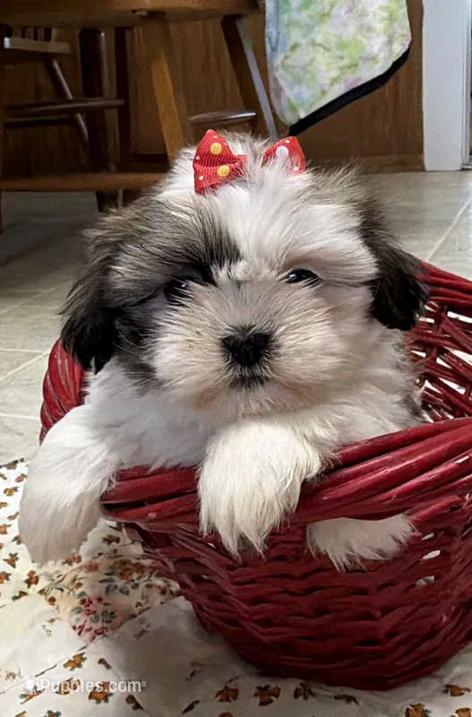 Stripes – Shih Tzu puppy for sale in Athens, WI