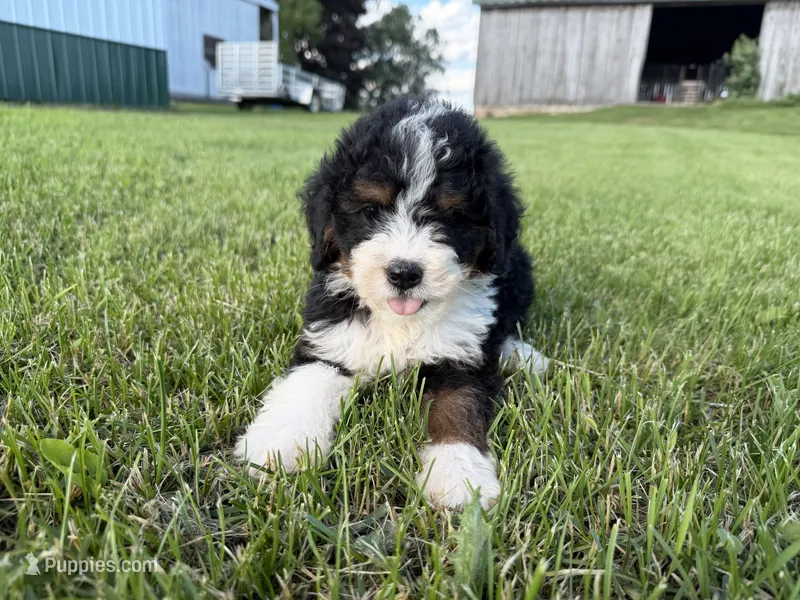 Turbo – Bernedoodle puppy for sale in Athens, WI