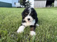 Turbo, a male Bernedoodle for sale in Athens, WI – 1 of 10