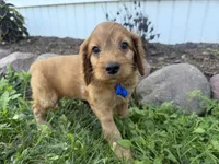 Chester, a male Cockapoo for sale in Athens, WI – 2 of 10