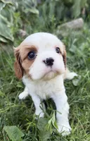 AKC Baxter, a male Cavalier King Charles Spaniel for sale in Athens, WI – 8 of 10