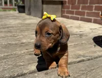 Queen , a female Miniature Dachshund for sale in Athens, WI – 8 of 10