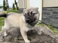 Victor , a male Pomsky for sale in Athens, WI – 7 of 9