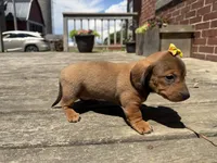 Queen , a female Miniature Dachshund for sale in Athens, WI – 10 of 10