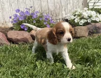 Spencer, a male Cavalier King Charles Spaniel for sale in Athens, WI – 7 of 10