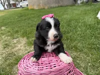 Zada, a female Australian Shepherd and Border Collie for sale in Athens, WI – 5 of 10
