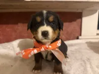 AKC Vada, a female Bernese Mountain Dog for sale in Athens, WI – 10 of 10