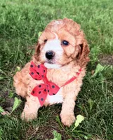 Gabe, a male Cavapoo for sale in Athens, WI – 3 of 10