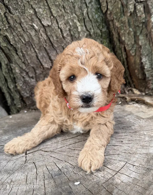 Gabe – Cavapoo puppy for sale in Athens, WI