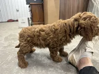 Duke, a male Cavapoo for sale in Athens, WI – Photo 9 of 10