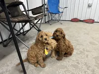 Duke, a male Cavapoo for sale in Athens, WI – Photo 7 of 10