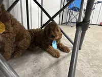 Duke, a male Cavapoo for sale in Athens, WI – Photo 5 of 10