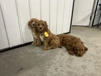 Duke, a male Cavapoo for sale in Athens, WI – Photo 10 of 10