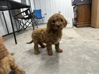 Duke, a male Cavapoo for sale in Athens, WI – Photo 8 of 10