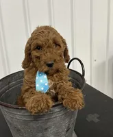 Duke, a male Cavapoo for sale in Athens, WI – Photo 4 of 10