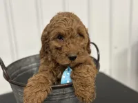 Duke, a male Cavapoo for sale in Athens, WI – Photo 3 of 10