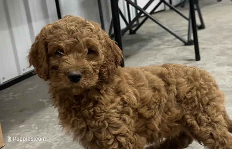 Duke – Cavapoo puppy for sale in Athens, WI