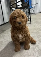 Duke, a male Cavapoo for sale in Athens, WI – Photo 2 of 10