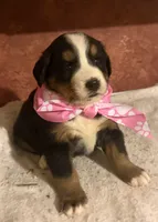 AKC Vicky, a female Bernese Mountain Dog for sale in Athens, WI – 3 of 10