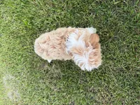 Sierra, a female Poodle - Toy  and Morkie for sale in Athens, WI – 6 of 10