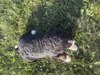 Stone, a male Bernedoodle for sale in Athens, WI – 9 of 10