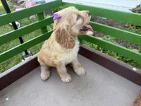 Carrie, a female Cockapoo for sale in Athens, WI – 7 of 10