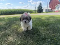 Janet, a female Bichon Frise and Shih Tzu for sale in Athens, WI – 3 of 10