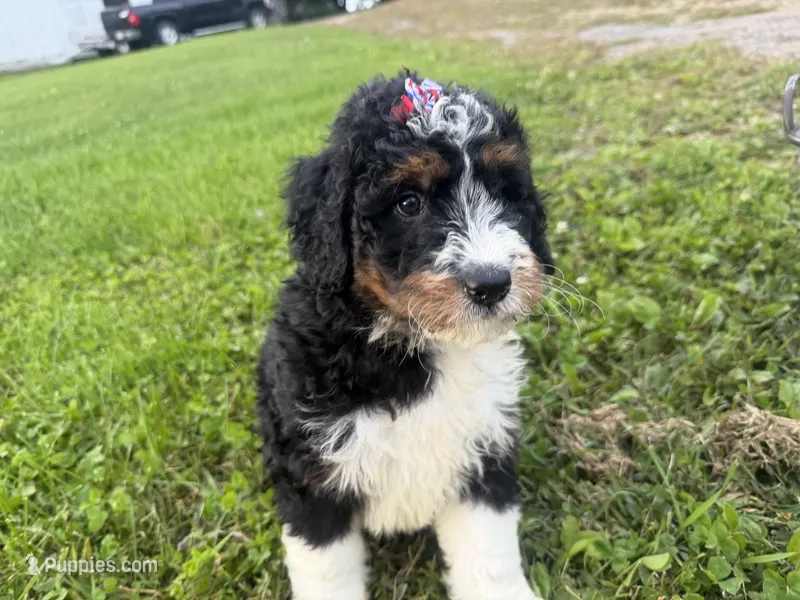 Skye – Bernedoodle puppy for sale in Athens, WI