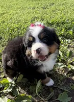 Georgia, a female Bernese Mountain Dog for sale in Athens, WI – 5 of 10