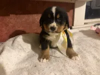 AKC Vern, a male Bernese Mountain Dog for sale in Athens, WI – 10 of 10