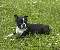 Rex, a male Boston Terrier for sale in Athens, WI – 4 of 10