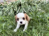 AKC Beth, a female Cavalier King Charles Spaniel for sale in Athens, WI – 6 of 10