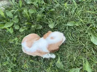 AKC Beth, a female Cavalier King Charles Spaniel for sale in Athens, WI – 4 of 10