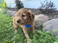 Chester, a male Cockapoo for sale in Athens, WI – 9 of 10